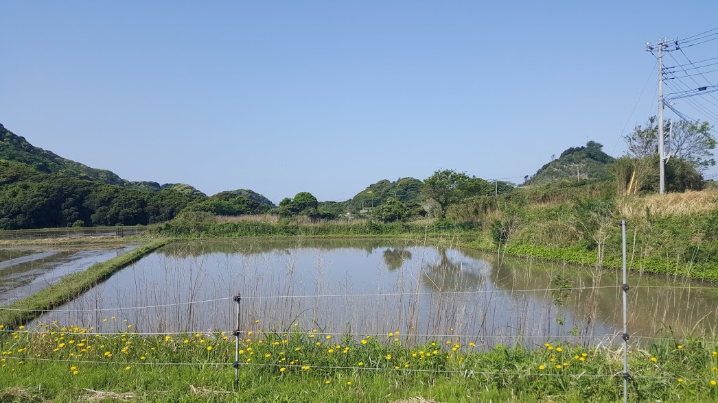 田んぼ