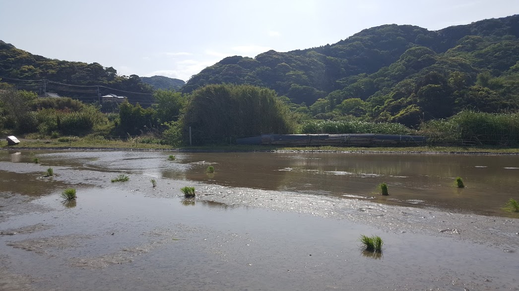 田んぼ
