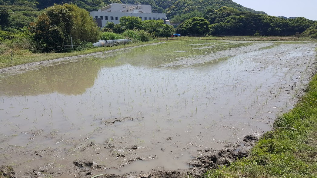 田んぼ